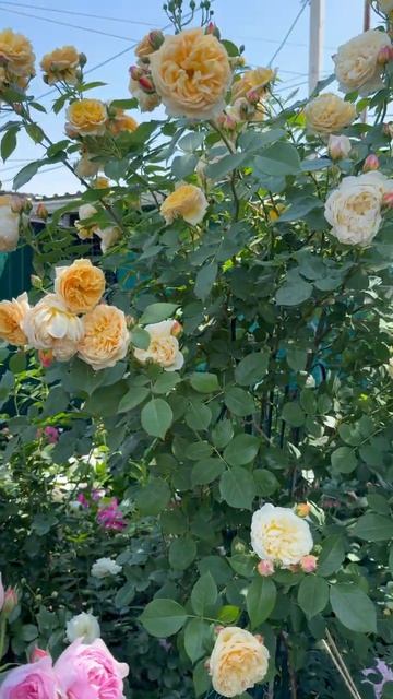 Утро в саду💐 розовый сад 💐 смотреть онлайн