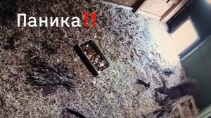 Кенгуренок выпал из маминой сумки и устроил переполох в зоопарке Калининграда.