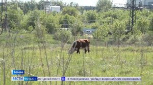 Фермер организовал пастбище для стада бычков прямо возле огорода беловчанки
