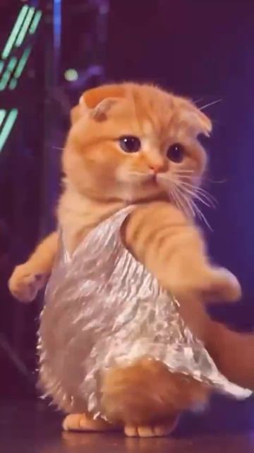 Мой ненаглядный