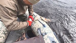 РЫБЫ НАВАЛИЛО ПОЛНЫЕ СЕТИ. ПРОВЕРКА СЕТЕЙ В ШТОРМОВОЙ ВЕТЕР. НОВАЯ СЕТЬ ЛОВИТ.