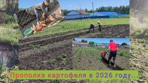 Прополка картофеля в 2026 г