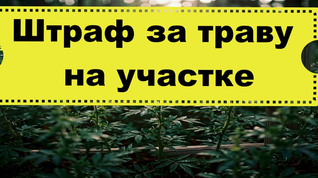 Мошенники обманывают дачников, новый способ 2026 года смотреть онлайн