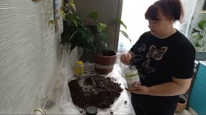 ПЕРЕСАДКА СПАТИФИЛЛУМА КАКОЙ ГРУНТ,ЧТО ДОБАВЛЯЮ ДЛЯ ПЫШНОГО ЦВЕТЕНИЯ