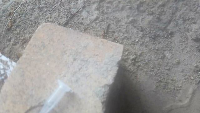 отпускаем муравья на волю! муравей рад что вернулся в свой родной муравейник!