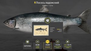 ОТЛИЧНЫЙ ФАРМ НА ЛАДОЖСКОМ АРХИПЕЛАГЕ И БЫСТРАЯ ЗАДАНКА НА 7 КГ СУДАК В РУССКОЙ РЫБАЛКЕ 4 РР4