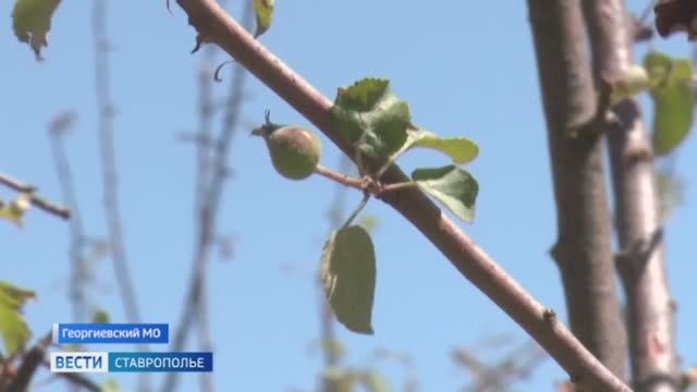Вести. Ставропольский край» 6.06.2026 (8.00) смотреть онлайн