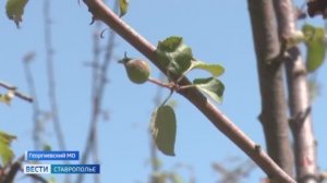 Вести. Ставропольский край» 6.06.2026 (8.00)