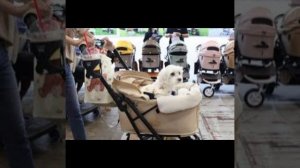 Россияне пересаживают кошек и собак в детские коляски