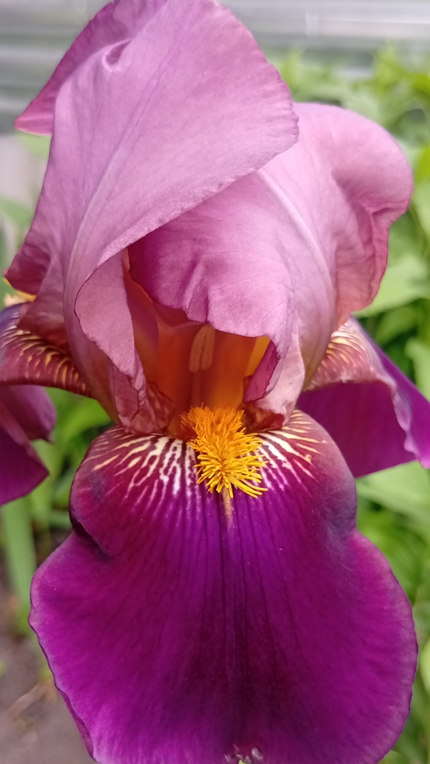 ИРИСЫ В САДУ /ЦВЕТЕНИЕ  #дача #огород #сад #garden #gardenflowers #садоводничество
