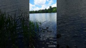 Утиная семейка.А над ними коршуны.