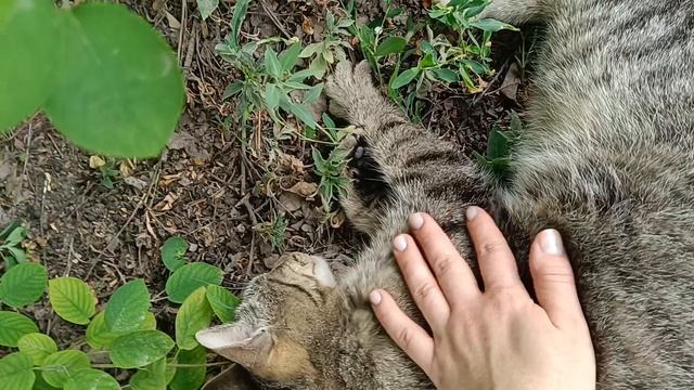 Любимые коты😻 смотреть онлайн
