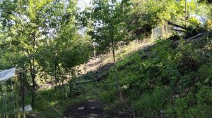 Сад в Сочи 6.06.26