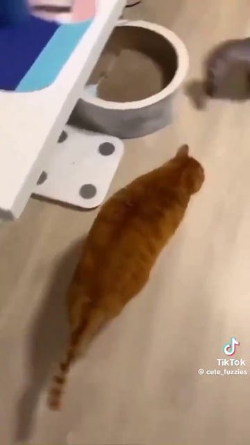 Смешные котята 🤣 смотреть онлайн