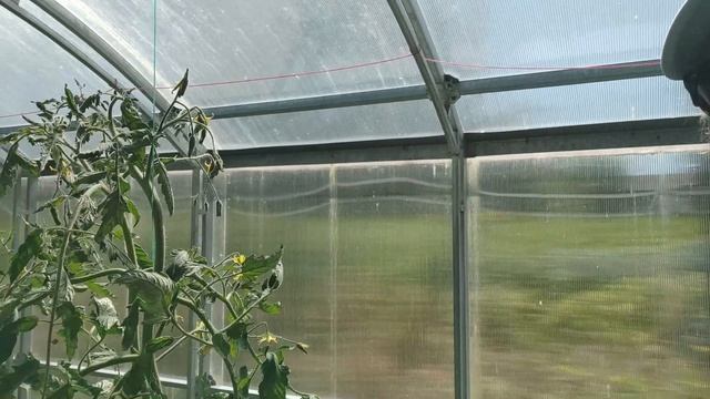 На участке.Петунии зацветают.