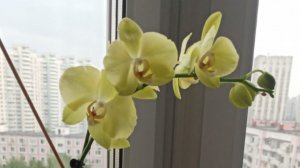 Распустилась орхидея, пеларгония наконец обрела постоянное место.