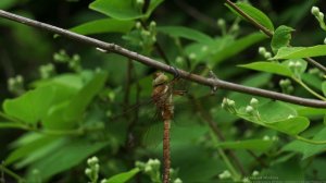 Красавица стрекоза коромысло большое (aeschna grandis)