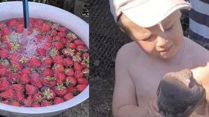 Юный животновод.Клубничный запас.