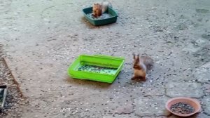 дела домашние 6 июня