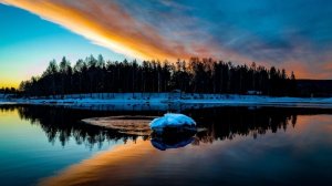 Дикая Природа