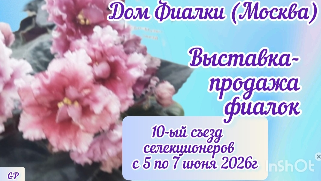 Выставка фиалок с 05 по 07 июня 2026г. в Доме Фиалки. 10-ый съезд селекционеров. смотреть онлайн
