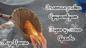 ЗОЛОТАЯ РЫБКА СУЩЕСТВУЕТ ● ВИДЕО ИЗ МОЕГО АРХИВА ●●●