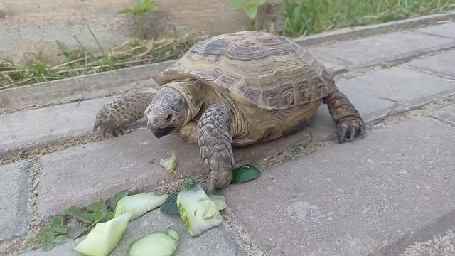 Приятного аппетита, 🐢)) смотреть онлайн
