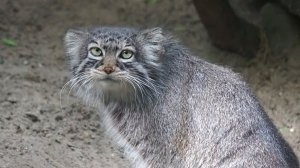 На аллее манулов суровый Жора, Снежана и Снежинка, котенок Евы и неуловимая Дама, и  мама Адель.