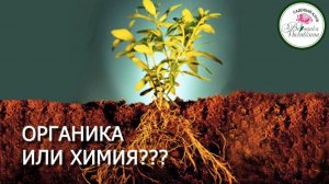 Органика или химия