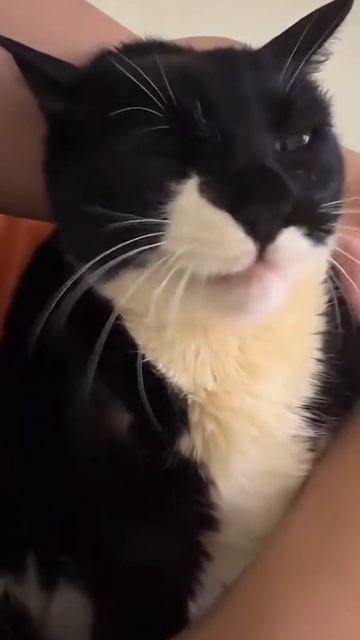 Кормление кота