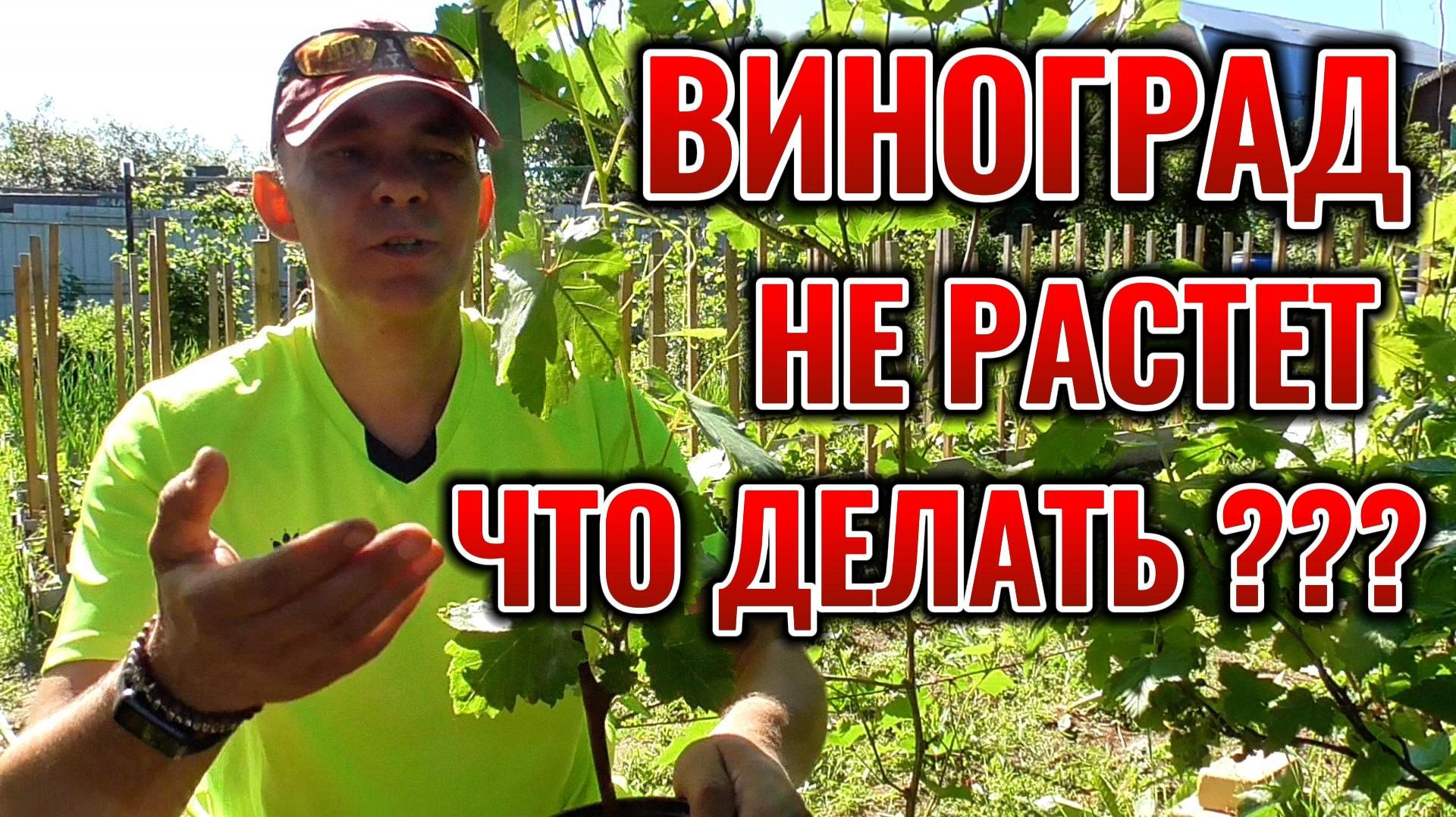 ПОСАДИЛ САЖЕНЕЦ ВИНОГРАДА 🍇🌱 А ОН НЕ РАСТЕТ, ЧТО ДЕЛАТЬ? смотреть онлайн