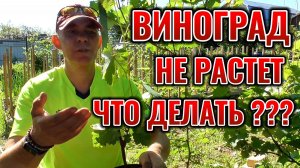 ПОСАДИЛ САЖЕНЕЦ ВИНОГРАДА 🍇🌱 А ОН НЕ РАСТЕТ, ЧТО ДЕЛАТЬ?