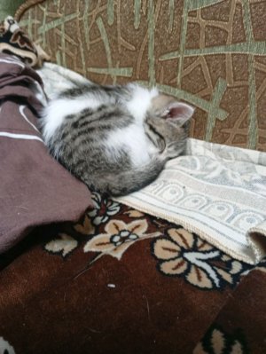 игра с Мирой