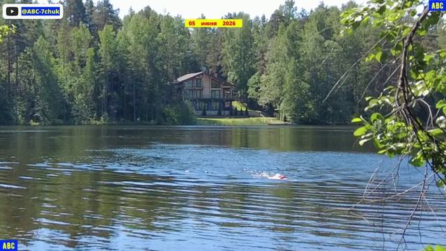Обычный утренний заплыв на Черёмуховом 05.06.2026 #юныйпрадедбодрыйдед #авсарх