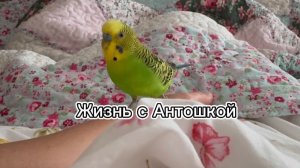 Жизнь с говорящим попугаем по имени Антошка