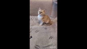 Котята питомника кошек  ЛАЙФ БУРМ