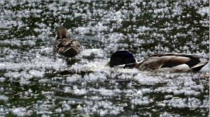 Нашествие тополиного пуха и на суше и на воде