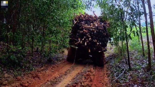 Непролазная грязь в джунглях Вьетнама. Грузовики - лесовозы