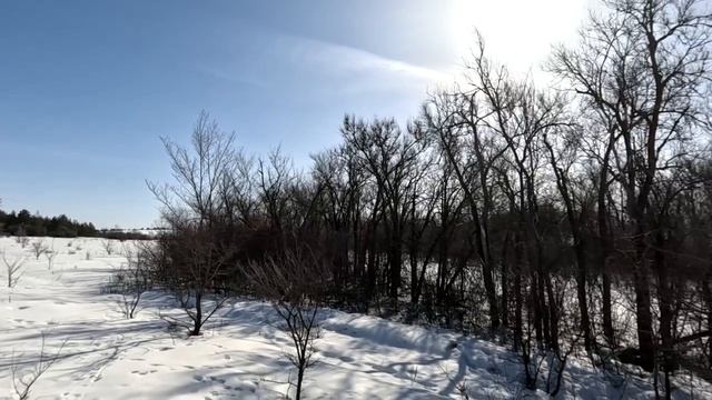 охота на кабана с лайкой 2026. собака нашла стадо кабанов смотреть онлайн