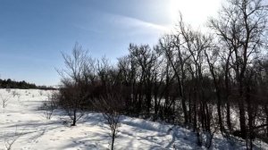 охота на кабана с лайкой 2026. собака нашла стадо кабанов
