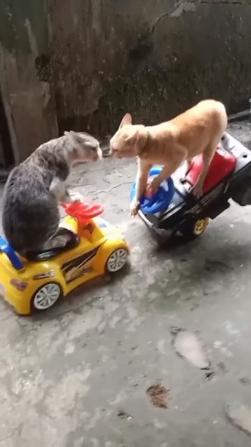 Кошачий форсаж смотреть онлайн