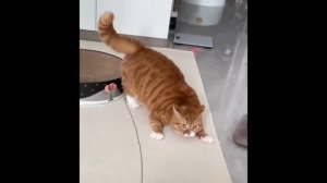 самые смешные видео с смешными 
котиками