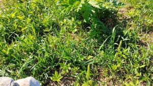 Купили пчёл, смешать не много кровь у пчёл. Карника, наша заначка. Пасека на Алтае.