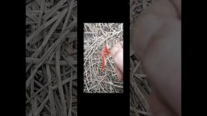 Пошёл на красноперкой, поймал пескарей