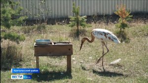 14:30 ВЕСТИ САХА 06/06/26 НА РУССКОМ ЯЗЫКЕ