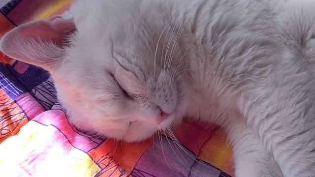 кот 2008 смотреть онлайн