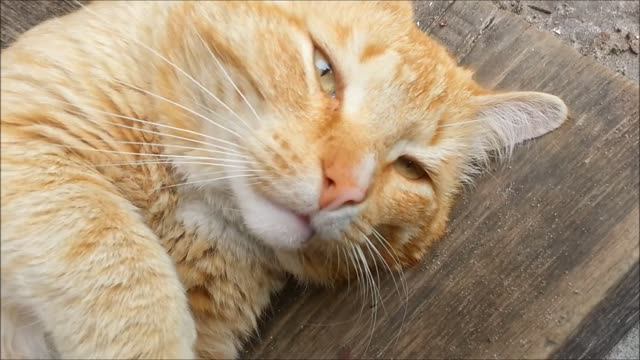 Рыжий котя смотреть онлайн