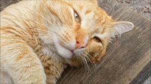 Рыжий котя