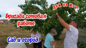 Дом на Юге. Бригада готова к работе. Собираем черешню.