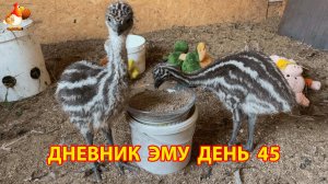 Дневник страусят Эму день 45
